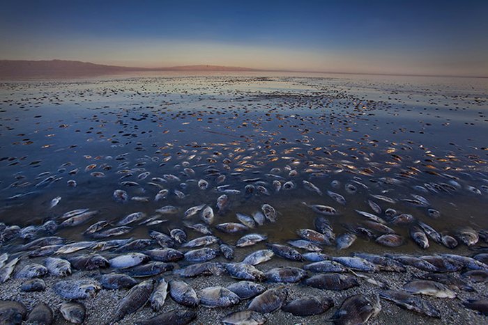 Peixes mortos no Salton Sea