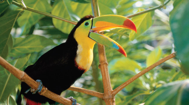 Costa Rica Vai Fechar Zoos e Libertar Animais em Cativeiro