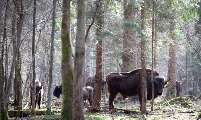 Bisontes na floresta Białowieża