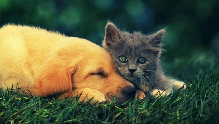 Capital do Canadá Vai Proibir Venda de Cães e Gatos em Lojas de Animais