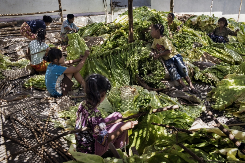 Crianças a trabalhar nas plantações da Indonésia