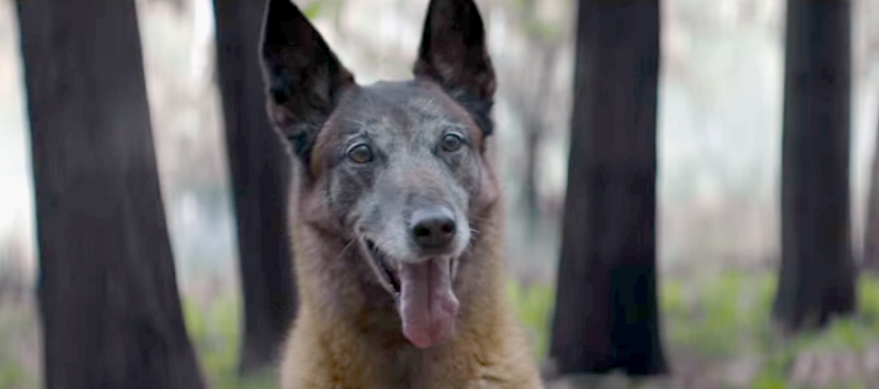 O Seu Cão Nunca o Abandonaria — Campanha Emocionante para Combater o Abandono de Animais