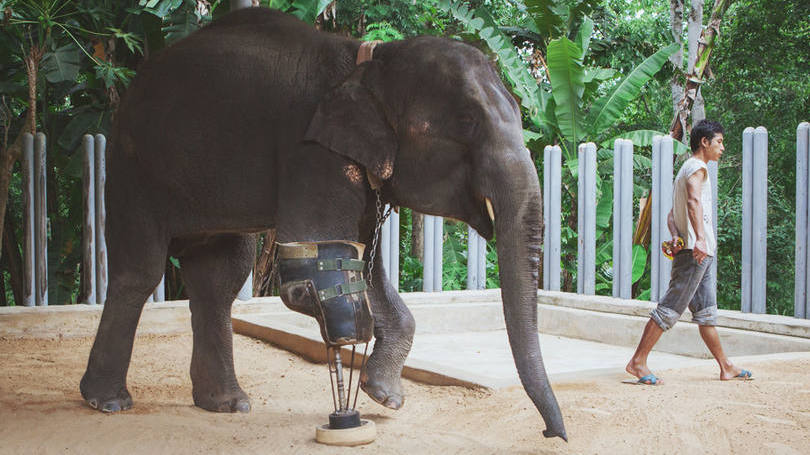 Mosha, a 1ª Elefanta com uma Prótese