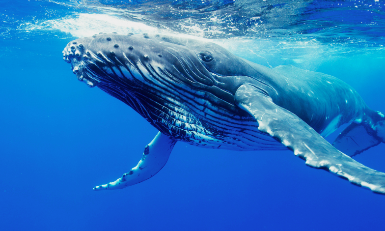 Marinha dos EUA proibida de usar sonar prejudicial aos golfinhos e baleias