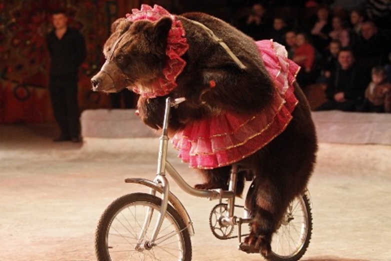 Urso a andar de bicicleta num circo