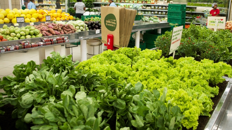 Hortinha Fresca: colher os legumes da terra num supermercado
