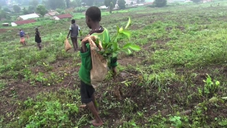 Igreja Católica Ligada a Trabalho Infantil em Plantação de Chá no Uganda