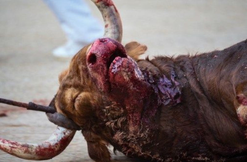 Veja o que acontece depois da morte de um touro em San Fermín [Fotos]