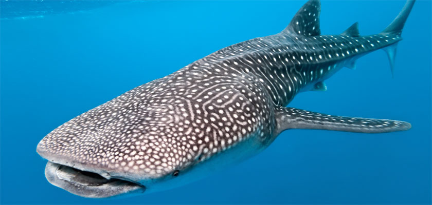 Tubarão-baleia agora na Lista Vermelha de Espécies Ameaçadas da IUCN