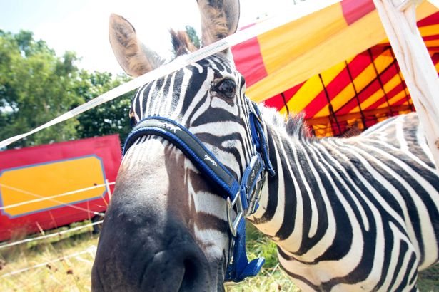 Vídeo chocante mostra vida de animais do circo quando não estão em digressão