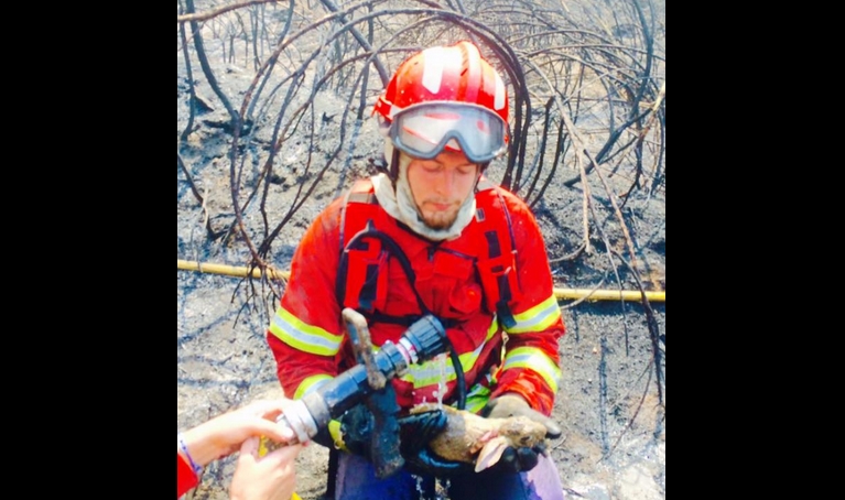 Bombeiros salvam animais dos incêndios em Portugal [Fotos]