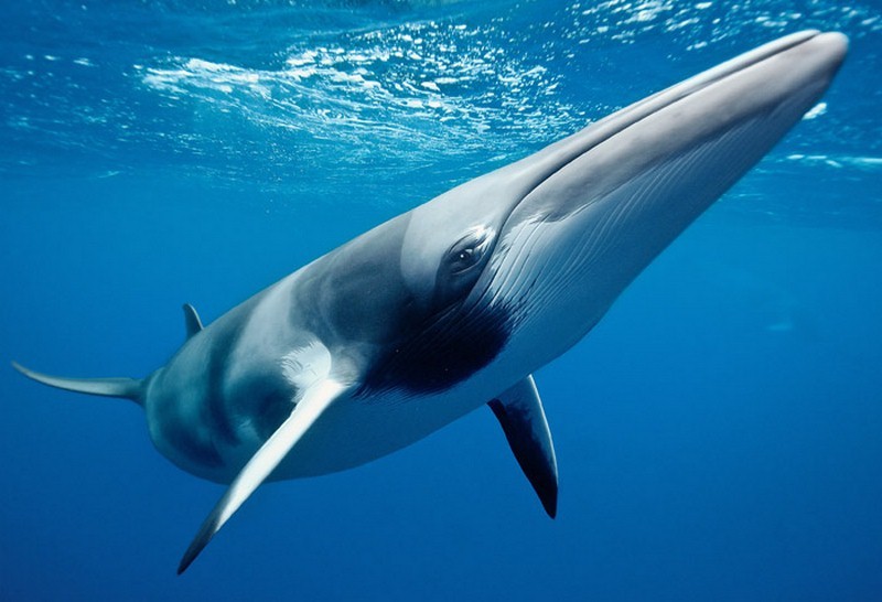 Como as baleias são caçadas “por acidente” intencionalmente