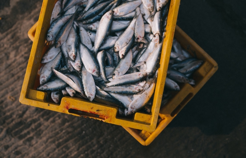 O peixe no seu prato pode ser de uma espécie ameaçada: Fraude na pesca
