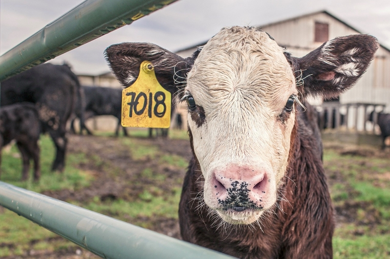 EUA: Sector do leite vai pagar €46 milhões por inflação de preços e morte de 500 000 vacas