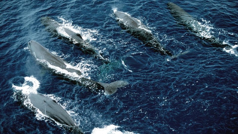 Proposta de criação de santuário para baleias no Atlântico Sul chumbada novamente