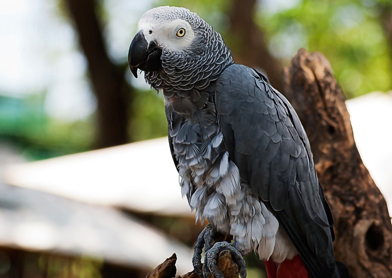 Proibido o comércio internacional de papagaios cinzentos africanos
