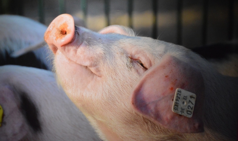 Universidade da Carolina do Sul cessa treino médico em porcos vivos