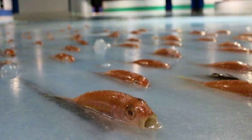 5000 peixes congelados numa pista de patinagem no Japão
