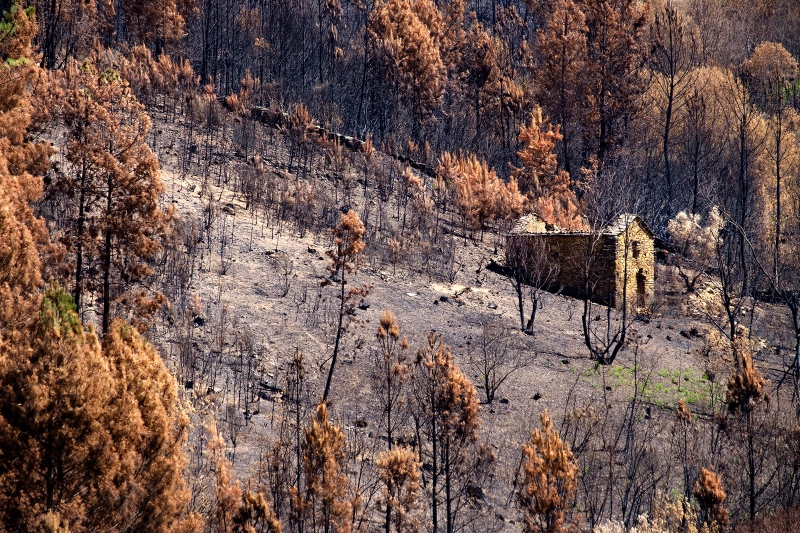 A floresta negra de Portugal fotografada por John Gallo