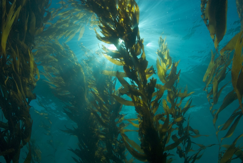 A família que cultiva algas kelp no mar da Irlanda