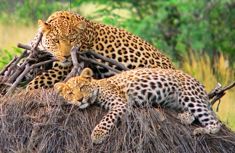 Mais de 10 mil leopardos vendidos como troféus de caça na última década