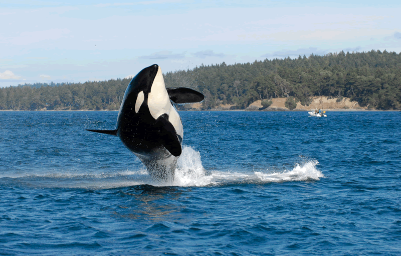 Granny, a orca selvagem mais velha do mundo, foi dada como morta