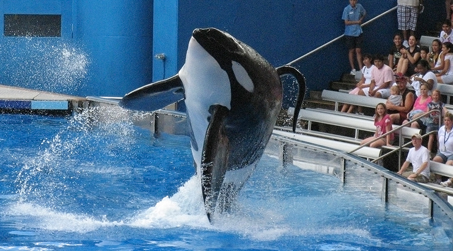 Morreu Tilikum, a orca da SeaWorld que matou 3 pessoas, depois de 33 anos de cativeiro