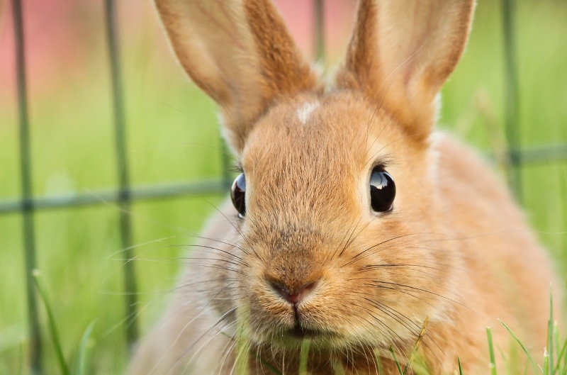 Suíça proíbe a venda de cosméticos testados em animais