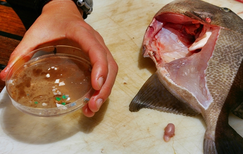 Quem come peixe e marisco ingere até 11 000 pedaços de plástico por ano, revela estudo