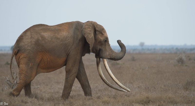 Foi morto um dos últimos elefantes de “presas gigantes”
