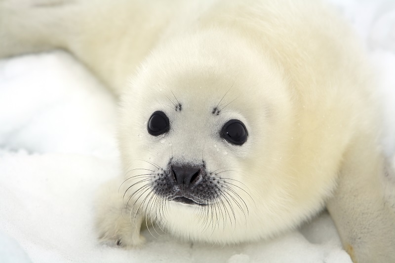 Suíça proíbe comércio de produtos de focas