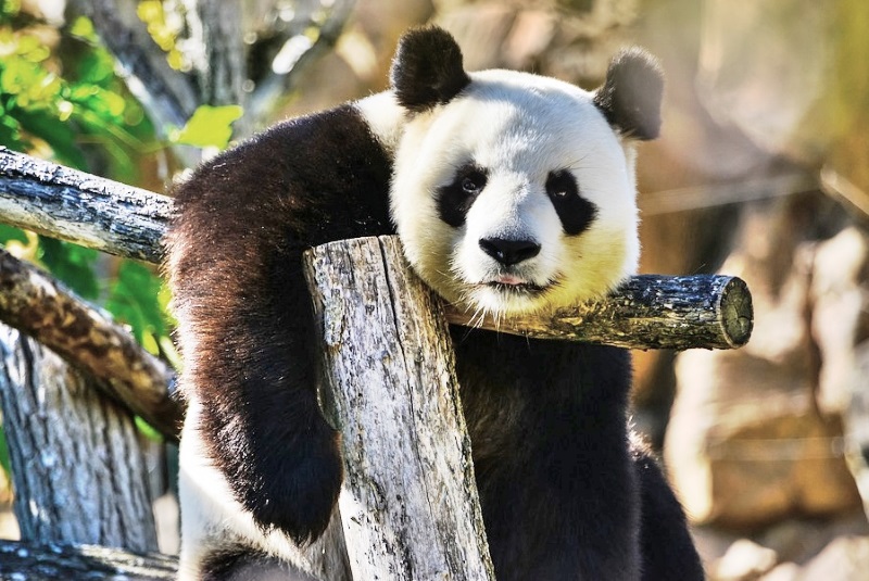 Para proteger pandas, China vai criar reserva natural com o triplo do tamanho de Yellowstone