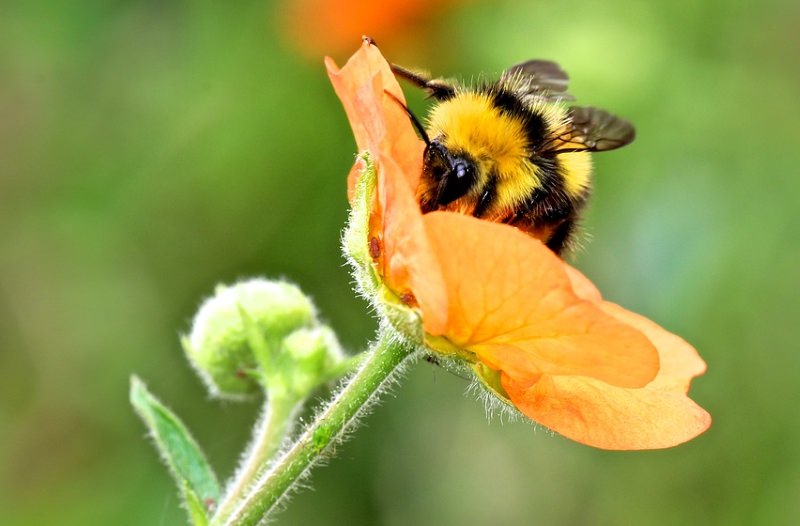 Esta cidade está a reservar 405 hectares para criar um habitat para abelhas e borboletas