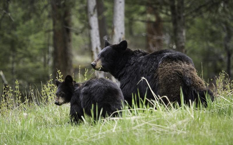 Connecticut vota contra o que seria a primeira caça ao urso no estado em 100 anos