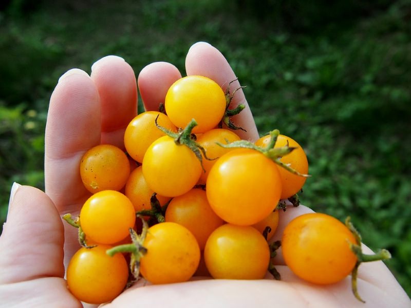 Tomatinhos