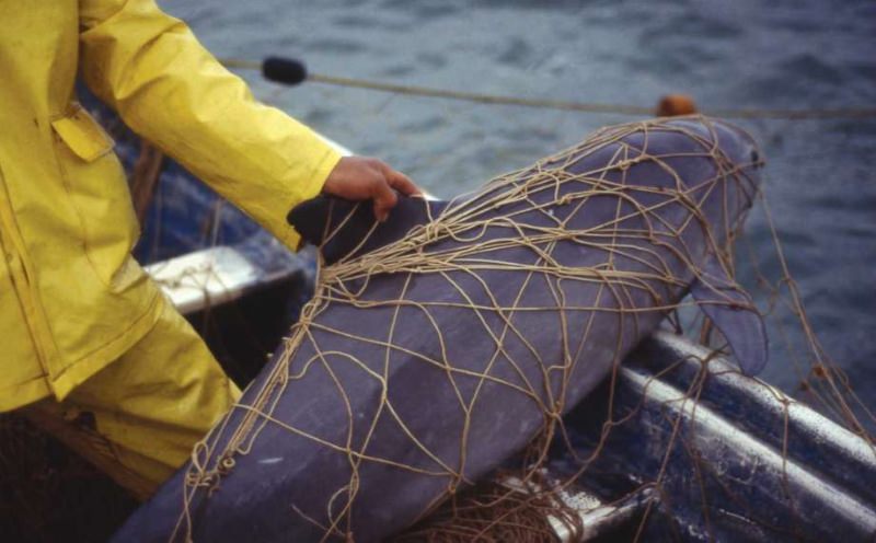 Vaquita capturada em rede de pesca