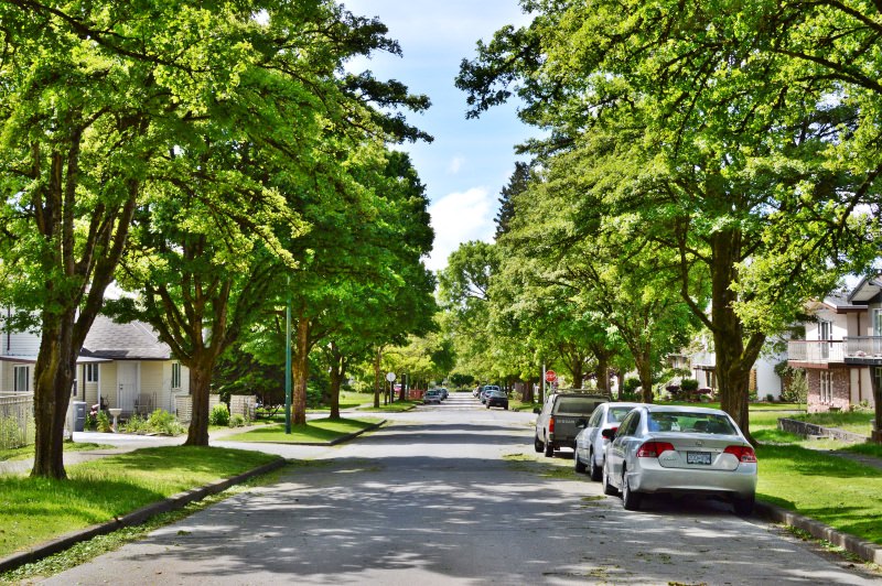 Árvores urbanas diminuem as despesas com o aquecimento e abrandam o vento nos bairros