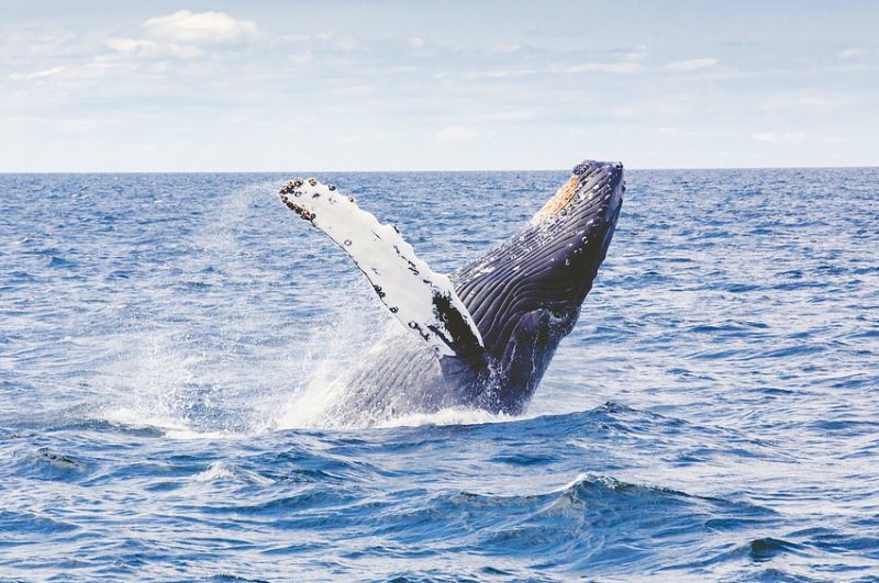 Baleias aprendem as suas canções como os humanos: verso a verso