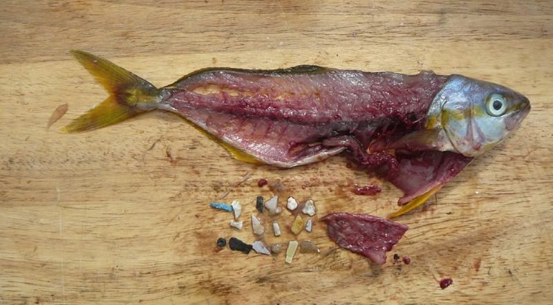 Peixes estão a confundir o plástico nos oceanos com comida, diz estudo