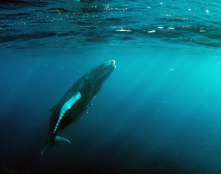 Baleias e salmões estão a ingerir microplásticos a um ritmo “alarmante”