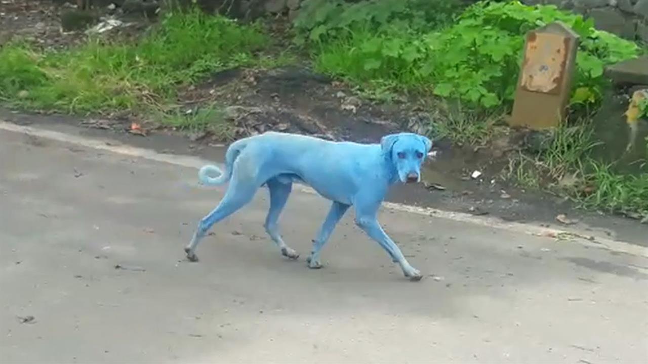 Poluição de fábrica torna 11 cães azuis na Índia
