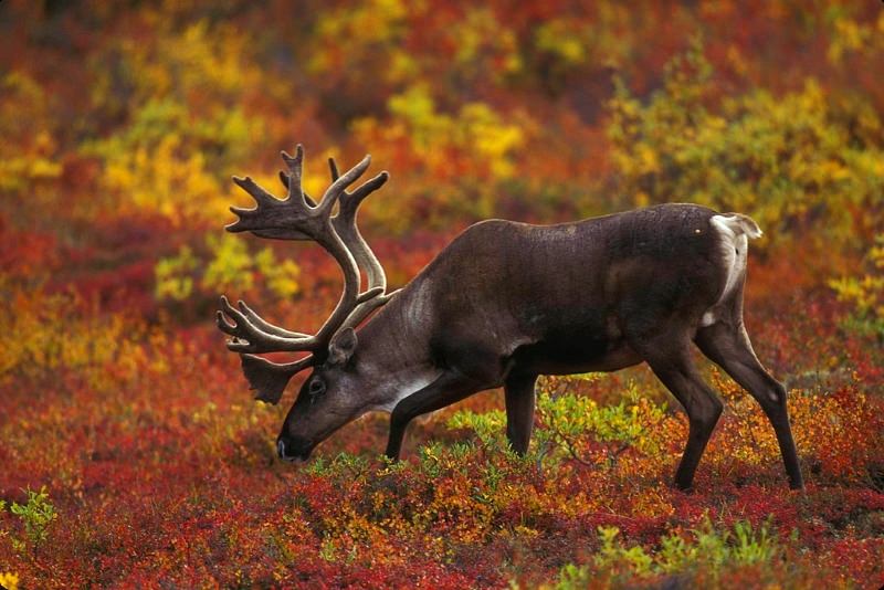 Mais de 450 espécies a sofrer um declínio “inquietante” no Canadá, revela estudo da WWF