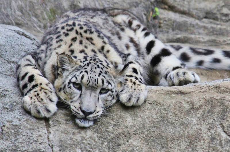 Após 45 anos, leopardo-das-neves passa de espécie “em perigo” a “vulnerável”