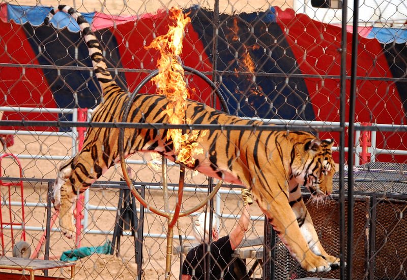 Tigre num circo
