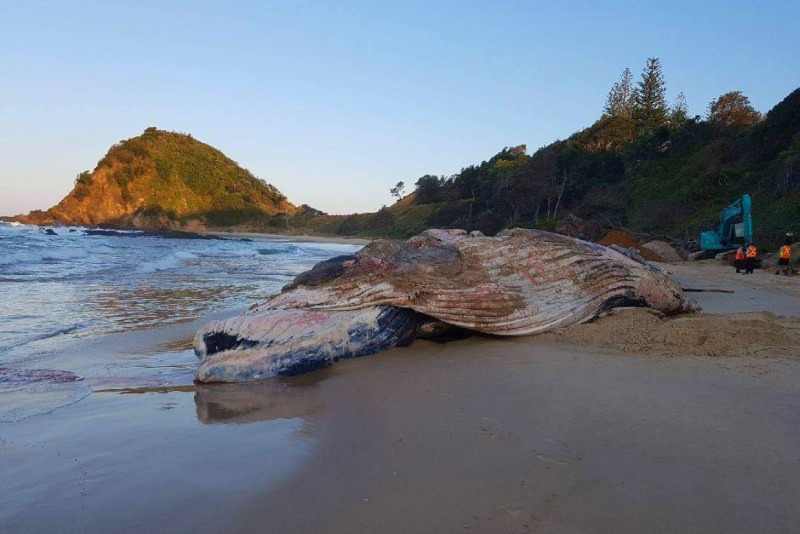 Baleia arrasta cordas e armadilha de pesca ao longo de mais de 1700 km e morre