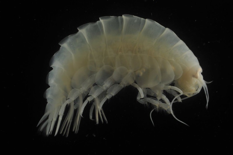 Descoberto plástico no estômago dos animais marinhos das zonas mais profundas do oceano