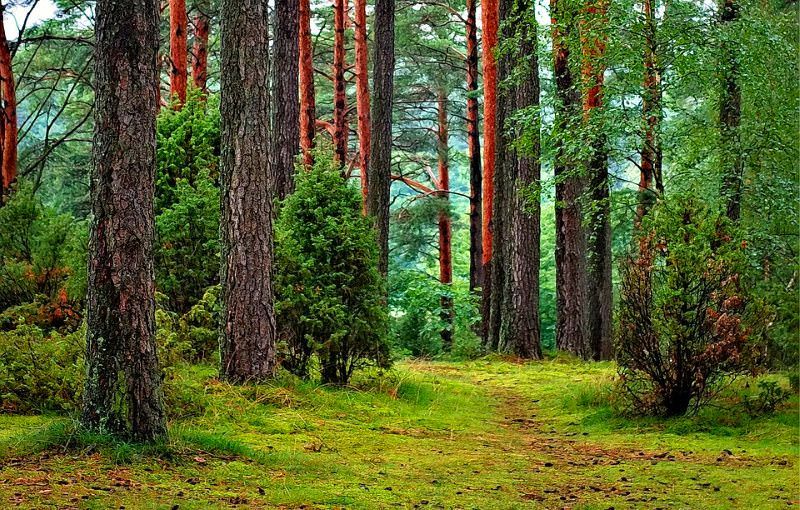 Quando os cidadãos assumem responsabilidade pelas suas florestas, morrem menos árvores