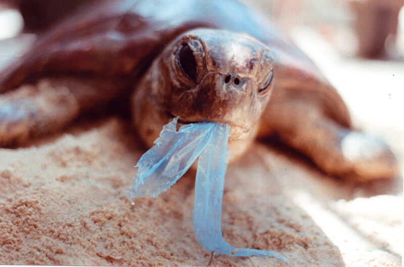 Tartaruga a comer plástico