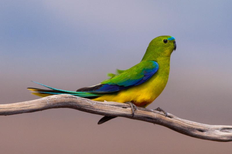 222 espécies de aves estão agora “criticamente em perigo” de extinção