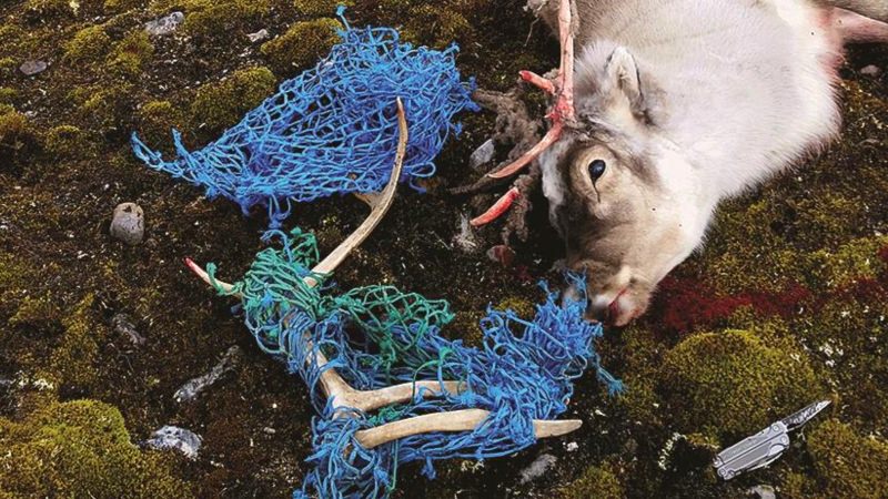 Plástico está a matar renas, focas e aves no Ártico